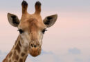 Pētījumi liecina: žirafu skaits negaidīti pieaug