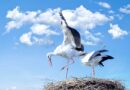 Pieci ornitologa padomi balto stārķu potenciālajiem ‘saimniekiem’