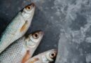 Zivju bojāejas iemesli Rāznas ezera piekrastē vēl tiek pārbaudīti