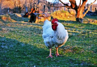 Jāņu rītā pamosties no gaiļa knābiena: neparastākās un raksturīgākās līgošanas traumas