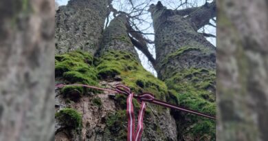 Latvijai dzimšanas dienā – sakopts dižozols Piloru audzē